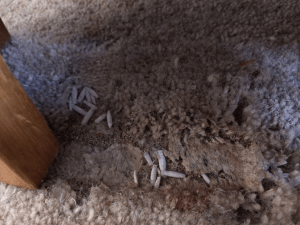 This is what happens to homes infested with clothes moths. Bye bye fabric. Fortunately, we didn't have larvae or damage yet, only adult moths. Photo courtesy of Derby Pest Control Services, UK.