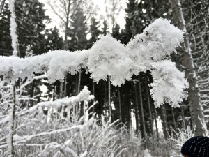 Looks almost like a snowy owl, doesn't it?