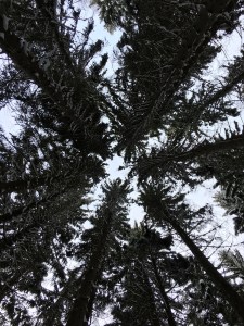 Doesn't it look just like a group of adults peering down over a sleeping child, saying, "She looks pretty tuckered out. Do you think we should carry her to her bed?"