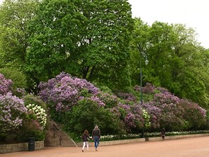 This is about as fancy as the landscaping gets in Norway even in the public parks. The flowers are robust and beautiful, but not always artistically laid out (except for in Sophie's yard.)