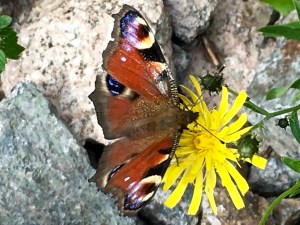European Peacock (Aglais io) and Alpine Hawkweed (Hieracium alpinum L)