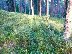 Blueberry bushes, Ullevålseter + Sognsvann + Frognerseteren Norway